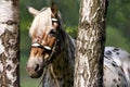 Horse in birches Royalty Free Stock Photo