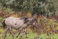 Horse between the birds