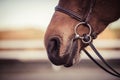 Horse bit in horse mouth. Equestrian equipment Royalty Free Stock Photo