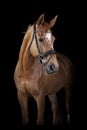 Horse black background Royalty Free Stock Photo