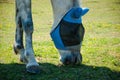 Horse with a black and blue covering on its head grazing on the green grass