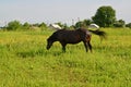 The horse of black color is grazed on a meadow Royalty Free Stock Photo