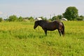 The horse of black color is grazed on a meadow Royalty Free Stock Photo