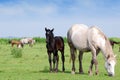 Horse and black foal on pasture