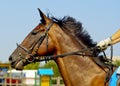 horse with black mane and bridle leather color Royalty Free Stock Photo