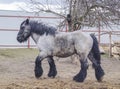 horse with the black mane are in the paddock Royalty Free Stock Photo