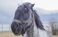 Horse with the black mane are in the paddock Royalty Free Stock Photo