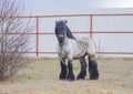 Horse with the black mane are in the paddock Royalty Free Stock Photo