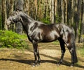 horse with black mane are standing on the grass on a background of green trees