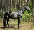 Horse with black mane are standing on the grass on a background of green trees.j