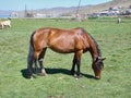 The horse with a black tail is grazed on a green meadow Royalty Free Stock Photo