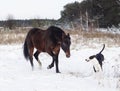 horse and a black and white dog playing in the snow field in winter