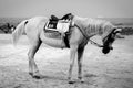 HUAHIN, Thailand:Horse in black and white. Royalty Free Stock Photo