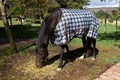 Horse, blanket