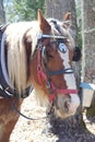 Horse blinkers portrait close up at the farm Royalty Free Stock Photo