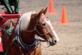 Draft horse with blaze face at show.