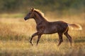 Horse with blonde mane free run