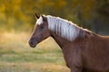 Horse with blondeportrait