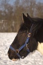 A horse with a blue bridle on a winter day Royalty Free Stock Photo