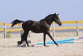 horse in a blue halter run on the sand in the paddock Royalty Free Stock Photo