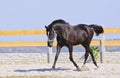 horse in a blue halter on the sand in the paddock Royalty Free Stock Photo