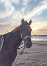 Horse in a blue harnesses