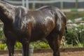 Horse Body Wash Royalty Free Stock Photo
