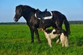 Horse and borzoi dog Royalty Free Stock Photo