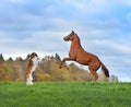 Horse and borzoi dog reared up on hind legs