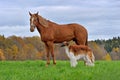 Horse and borzoi dog standing over fall bagkground Royalty Free Stock Photo