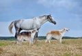 Horse and borzoi dogs standing on field bagkground Royalty Free Stock Photo