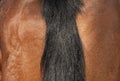 Horse: a braid tail Royalty Free Stock Photo