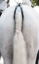 Horse: a braid tail Royalty Free Stock Photo