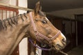 A horse with a braided mane is tied at intersections Royalty Free Stock Photo