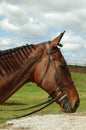 Un caballo trenzas 