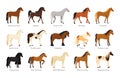 Horse breed. American appaloosa animals. Arabian or English sport mane. Tennessee walking suit. Mustang and pony