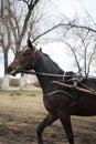 Horse breed Russian trotter runs Royalty Free Stock Photo