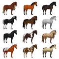 Horse breed set. Vector illustration