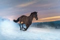 Westphalian horse gallops through deep snow. The snow splashes up. Beautiful sunset.