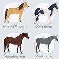 Horse breeds color flat icons set