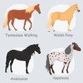 Horse breeds color flat icons set Royalty Free Stock Photo