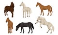 Horse Breeds Set, Beautiful Horses of Different Colors Vector Illustration Royalty Free Stock Photo