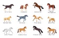 Horse Breeds Set Royalty Free Stock Photo