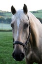 Horse with bridle