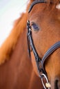 Horse with bridle close-up eye, with red-brown fur. Royalty Free Stock Photo