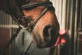 Horse in a Bridle Closeup. Equestrian sports theme. Royalty Free Stock Photo