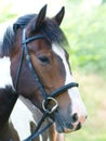 Horse In Bridle Headshot Royalty Free Stock Photo