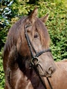 Horse in Bridle Headshot Royalty Free Stock Photo