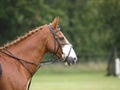 Horse In Bridle Headshot Royalty Free Stock Photo