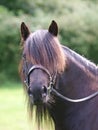 Horse In Bridle Headshot